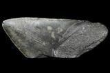 5.28" Fossil Megalodon Tooth "Paper Weight" - #130862-1